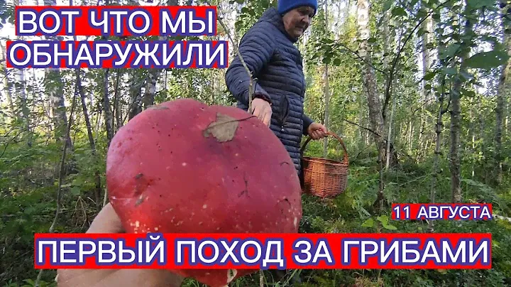 ПЕРВЫЙ ПОХОД ЗА ГРИБАМИ . ВОТ ЧТО СЛУЧИЛОСЬ С ЛЕСОМ